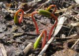 Corydalis bombylina