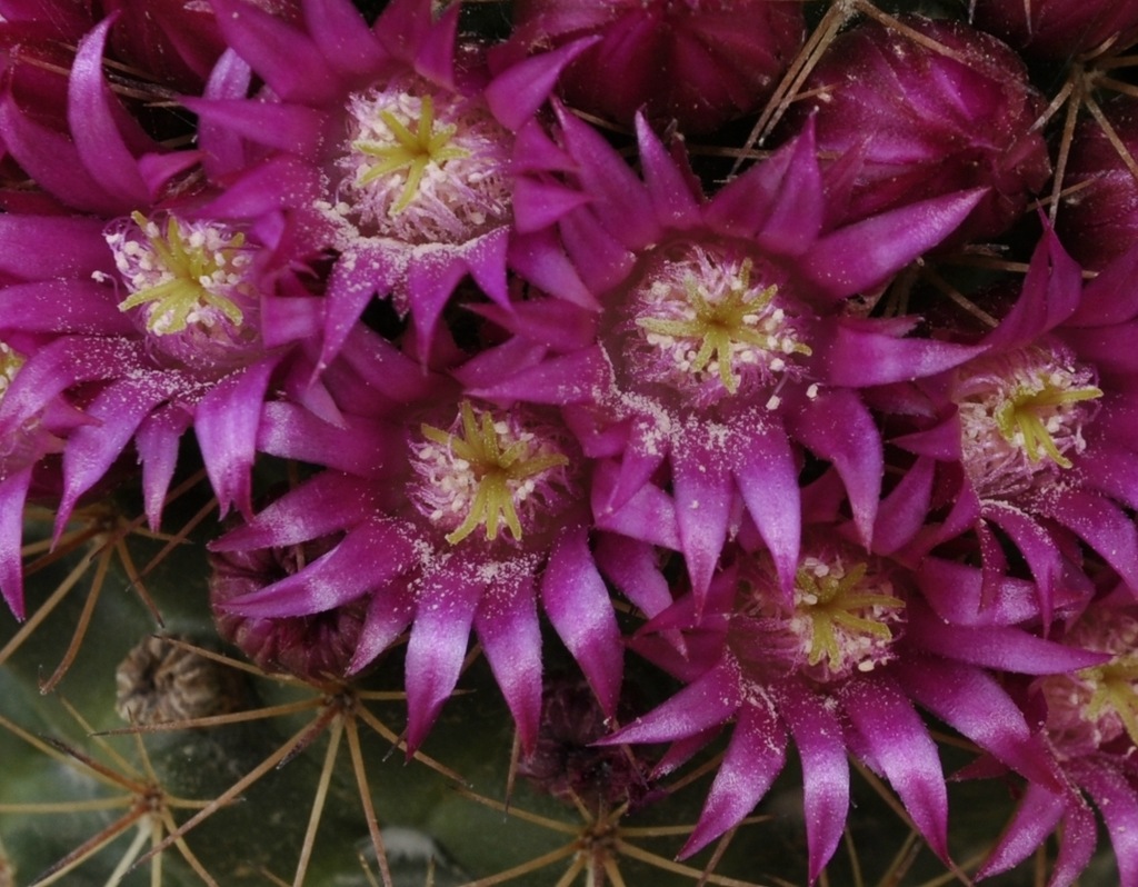 Изображение особи род Mammillaria.