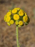 Pseudohandelia umbellifera. Соцветие. Казахстан, Алматинская обл. возле вдхр. Капчагай. 22.05.2013.