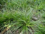 Carex pilulifera