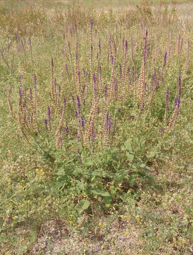 Изображение особи Salvia tesquicola.