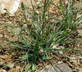 genus Tragopogon