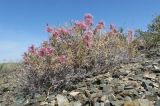 Acanthophyllum pungens. Цветущее растение в щебнистой ковыльково-чернобоялычевой пустыне на пологом склоне сопки. Казахстан, Алматинская обл., Алакольский р-н; Северное Прибалхашье, бугор Жаксыбулак. 01.06.2013.