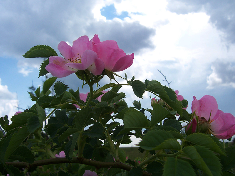 Изображение особи Rosa canina.