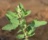 Chenopodium acerifolium. Верхушка стебля с соцветием. Ленинградская обл., Лужский р-н, окр. дер. Кемка, берег р. Луга, песчаный пляж. Конец августа.