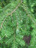 Tsuga canadensis. Ветвь с молодыми шишками. Польша, Беловежская пуща, парк у дирекции заповедника. 21 июня 2009 г.