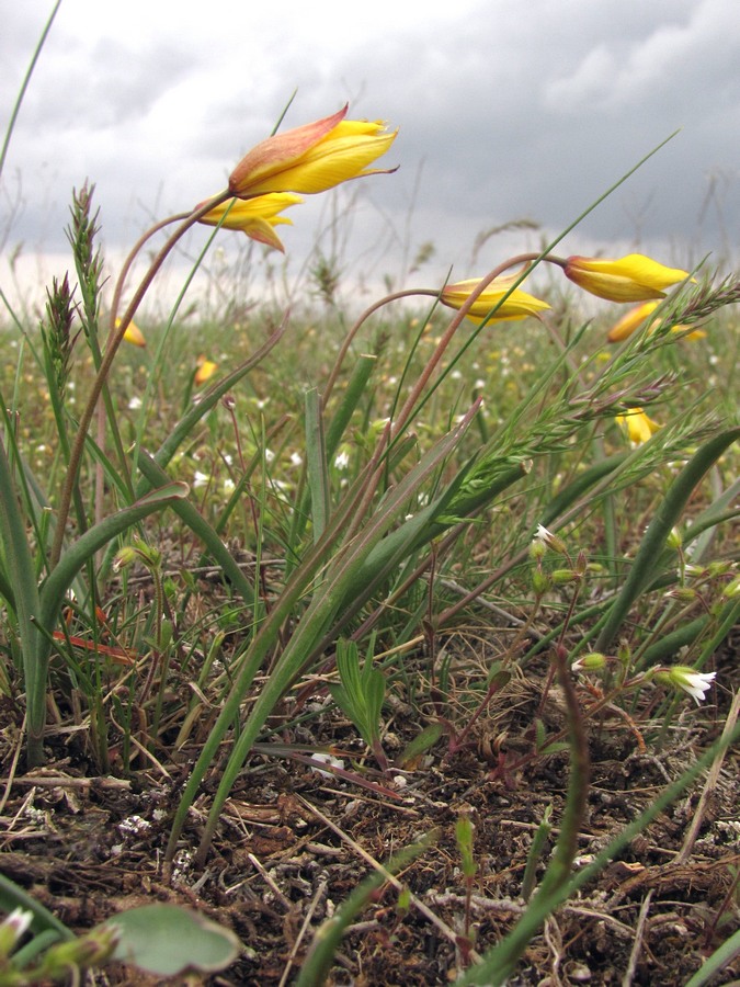 Изображение особи Tulipa scythica.