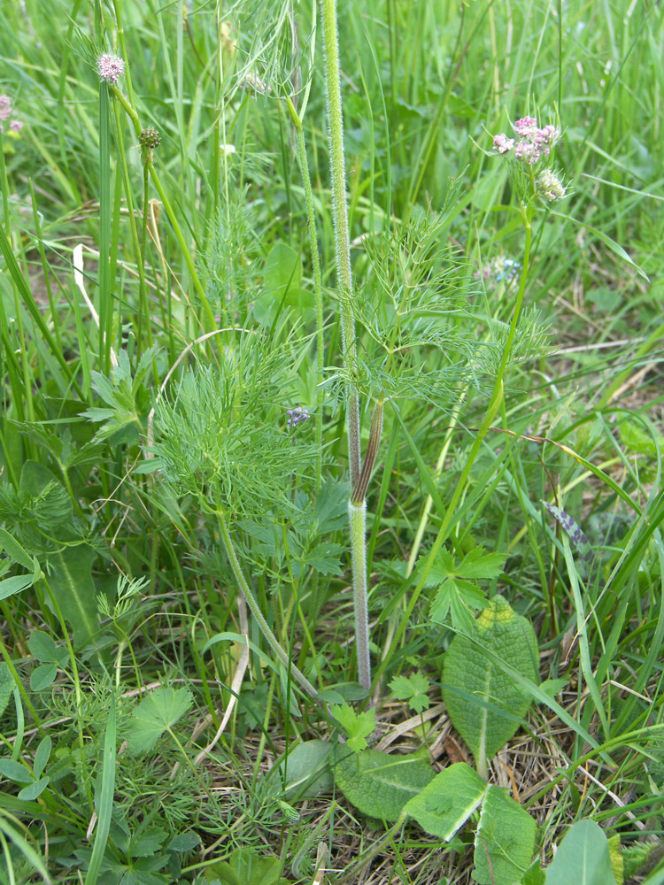 Изображение особи Chaerophyllum millefolium.