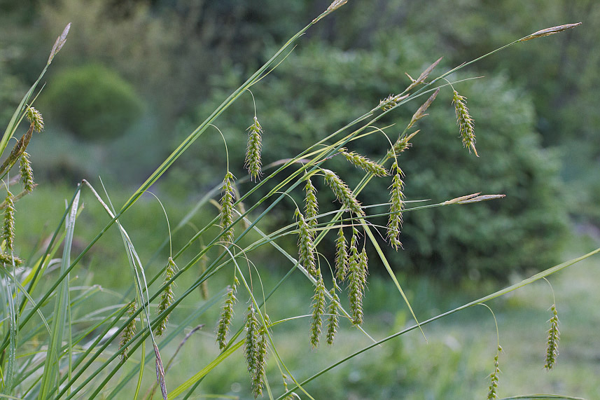 Изображение особи Carex arnellii.