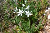 Ornithogalum navaschinii