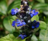 Ajuga reptans