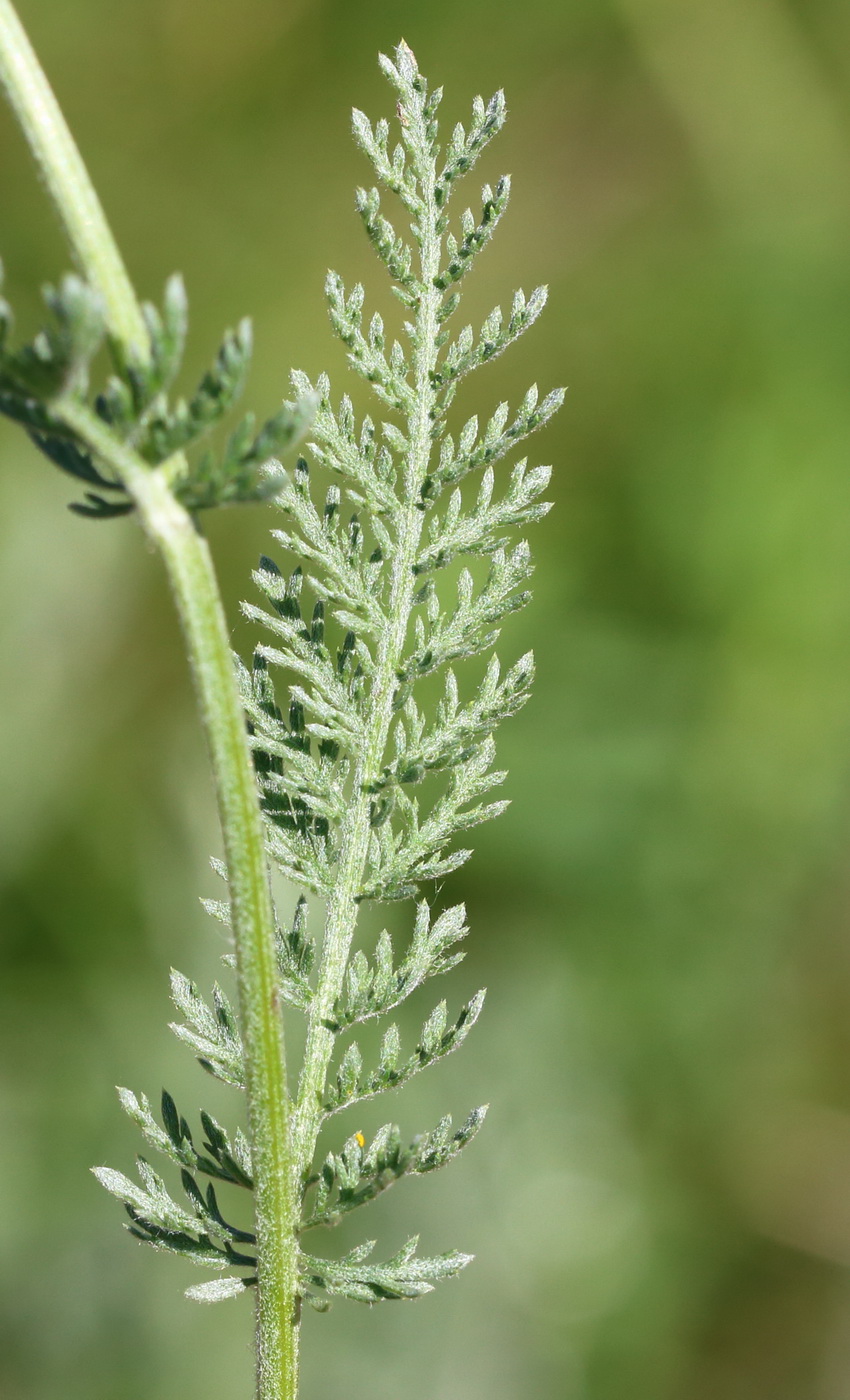 Изображение особи Tanacetum millefolium.