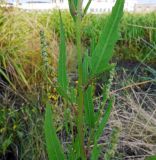 Atriplex subcordata