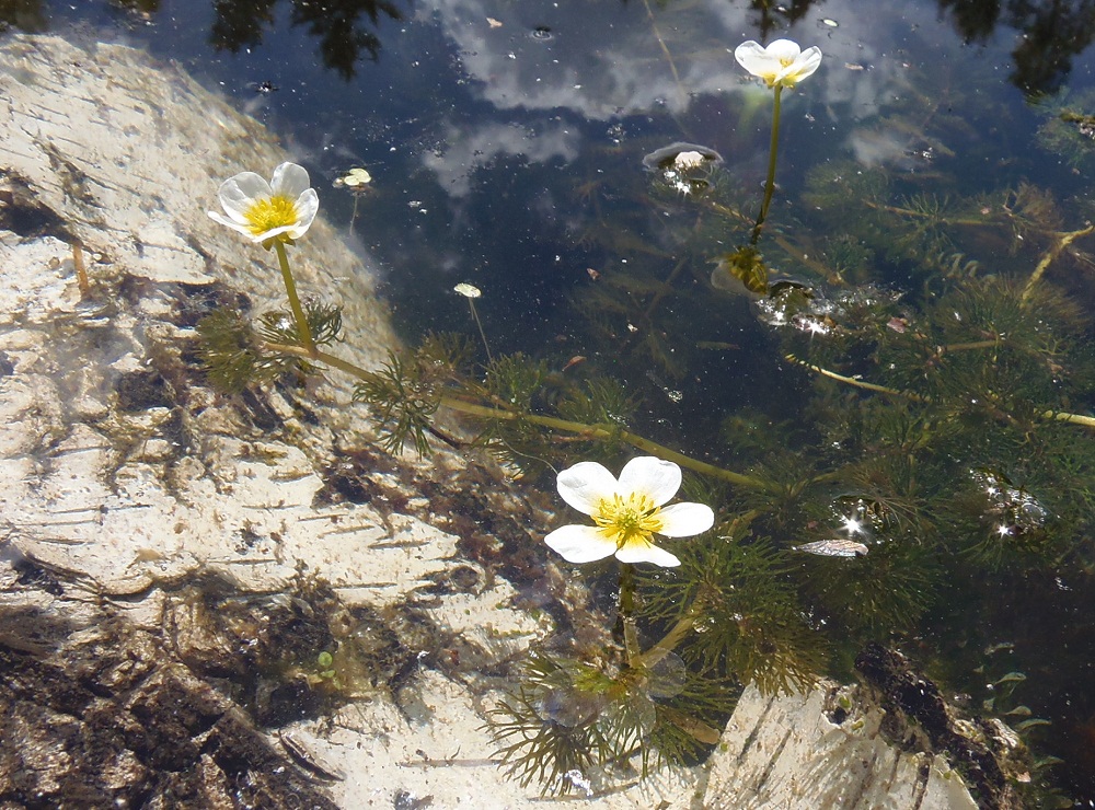 Изображение особи Ranunculus trichophyllus.