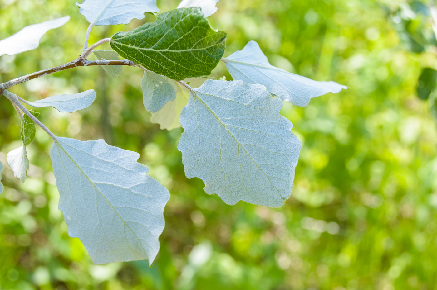 Изображение особи Populus alba.