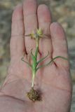 Moraea papilionacea