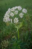 Heracleum dissectum. Верхушка побега с соцветиями. Республика Алтай, Шебалинский р-н, окр. с. Камлак, правый борт долины р. Сема, косимый луг. 12.06.2017.