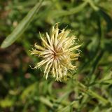 Centaurea orientalis. Отцветшее соцветие (вид сверху). Восточный Казахстан, г. Усть-Каменогорск, восточные окр., Лесхоз, склон сопки. 09.07.2017.