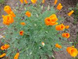 Eschscholzia californica