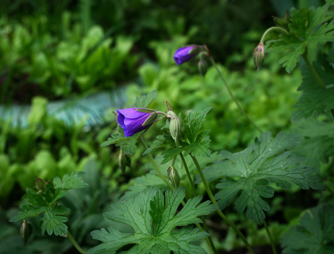 Image of Geranium himalayense specimen.