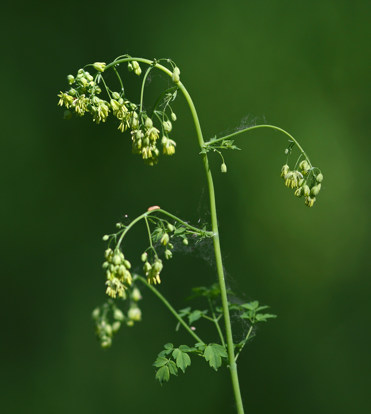 Изображение особи Thalictrum minus.