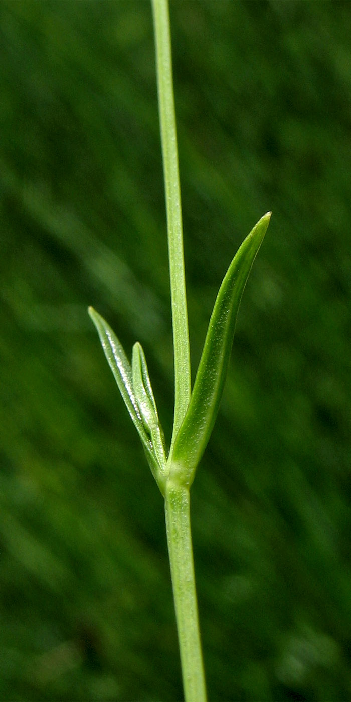 Изображение особи Stellaria palustris.
