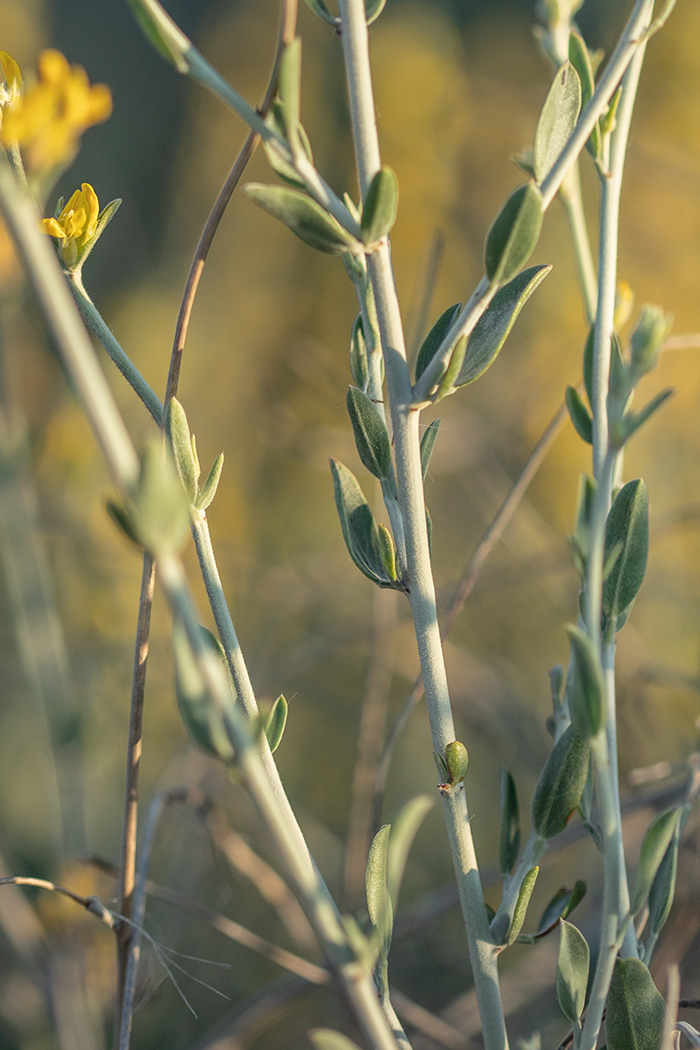 Изображение особи Anthyllis cytisoides.