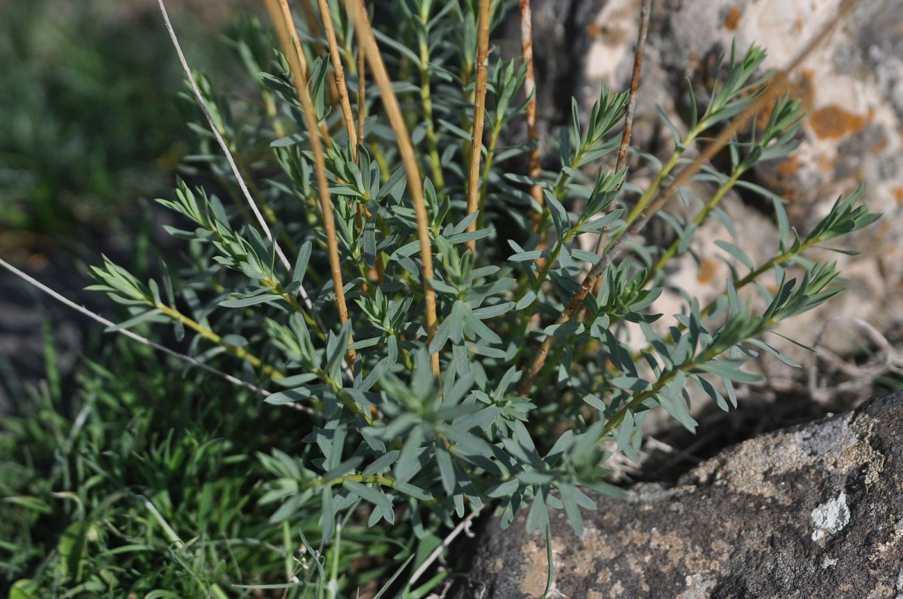 Изображение особи род Euphorbia.