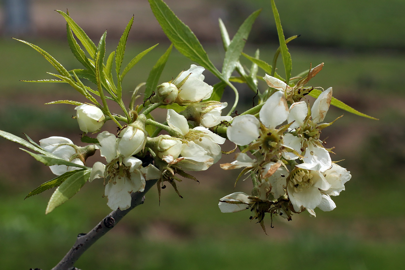 Изображение особи Pyrus regelii.