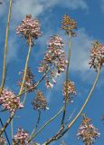 Paulownia tomentosa