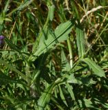 Knautia arvensis