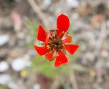 Adonis flammea