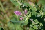 Salvia tesquicola. Верхушка побега с распускающимися соцветиями. Крым, Караларский природный парк, долина р. Сююрташ, степь. 09.05.2021.