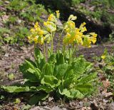 Primula macrocalyx