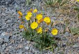 Papaver croceum