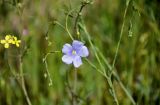 Linum austriacum. Верхушка побега с цветком и бутонами (слева видна верхушка соцветия Erysimum). Крым, Караларский природный парк, окр. бухты Шелковица, степь. 07.05.2021.