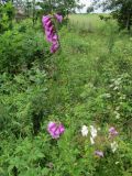 Digitalis purpurea. Цветущие растения. Беларусь, Гродненская обл., Новогрудский р-н, окр. дер. Большие Лезневичи, окраина зарастающей вырубки в ельнике чернично-зелёномошном. 03.07.2022.