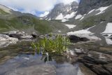 Cardamine uliginosa. Зацветающие растения. Карачаево-Черкесия, Урупский р-н, Кавказский биосферный заповедник, Имеретинские озёра, дол. оз. Тихое, ≈ 2620 м н.у.м., в воде у берега. 29.07.2022.