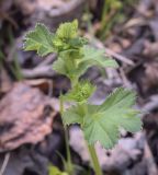 genus Alchemilla