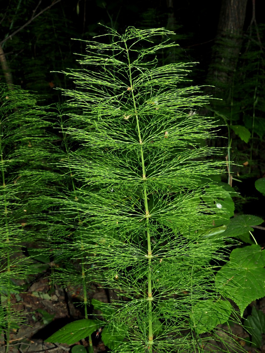 Изображение особи Equisetum sylvaticum.