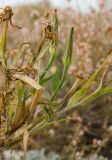 Tragopogon dubius подвид major. Верхушки плодоносящих и сухих отплодоносивших побегов. Оренбургская обл., Соль-Илецкий ГО, окр. с. Михайловка, дол. р. Бердяевка, вершина Змеиной горы. 5 сентября 2023 г.