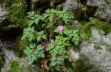 Geranium robertianum