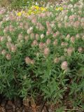 Trifolium arvense