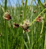 Bolboschoenus maritimus