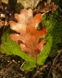 Quercus pubescens