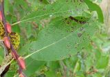 Salix caprea