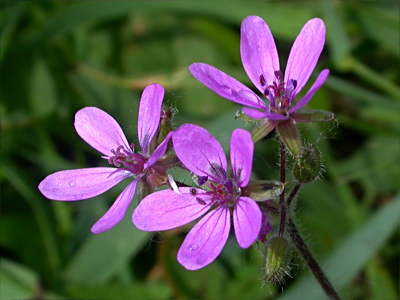 Изображение особи Erodium cicutarium.