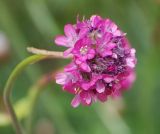 Armeria maritima. Соцветие. Московская область, Железнодорожный (на клумбе). 28.06.2008.