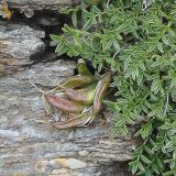 Astragalus levieri