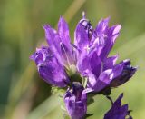 Campanula glomerata